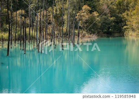 【美瑛町白金青池和水鏡】 【美瑛町白金青池和水鏡】 119585948