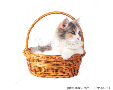 Bright fluffy kitten cat in basket isolated on the white Bright fluffy kitten cat in basket isolated on the white 119586081