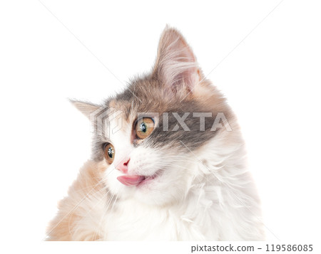 Bright fluffy kitten cat portrait isolated on the white Bright fluffy kitten cat portrait isolated on the white 119586085