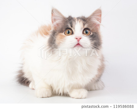 Cute fluffy kitten on the white background 119586088