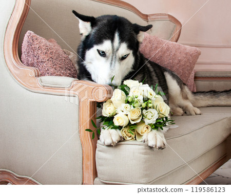Siberian husky on the couch or sofa pretty dog in room 119586123