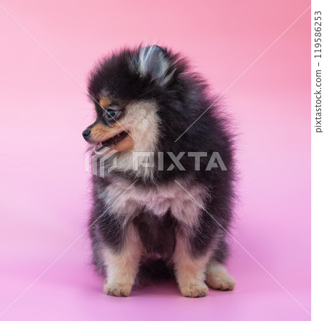 Black pretty pomeranian puppy on the pink background 119586253