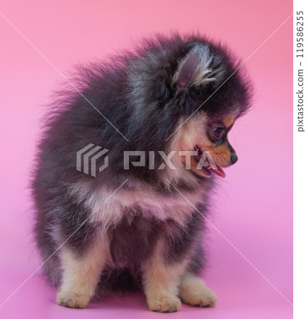 Black pretty pomeranian puppy on the pink background Black pretty pomeranian puppy on the pink background 119586255