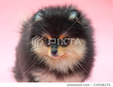 Black pretty pomeranian puppy on the pink background 119586278