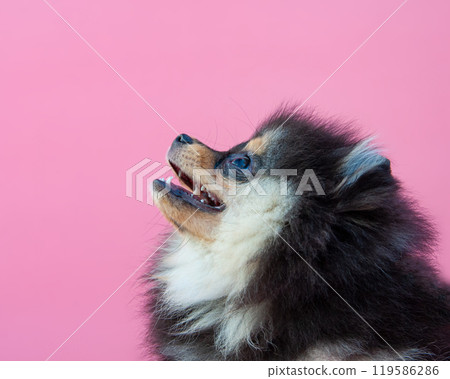 Black pretty pomeranian puppy on the pink background 119586286