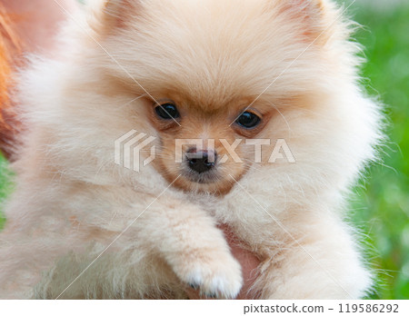 Funny yellow pomeranian on nature. Pretty puppy is good mood Funny yellow pomeranian on nature. Pretty puppy is good mood 119586292