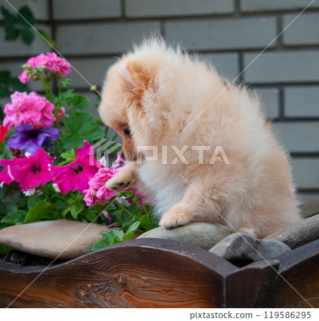 Funny yellow pomeranian on nature. Pretty puppy is good mood Funny yellow pomeranian on nature. Pretty puppy is good mood 119586295