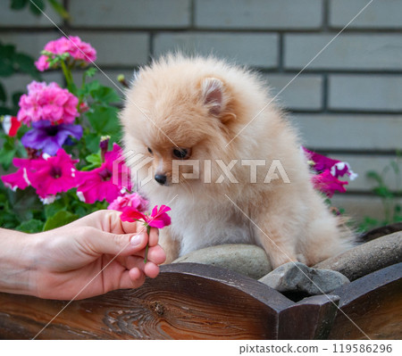 Funny yellow pomeranian on nature. Pretty puppy is good mood Funny yellow pomeranian on nature. Pretty puppy is good mood 119586296
