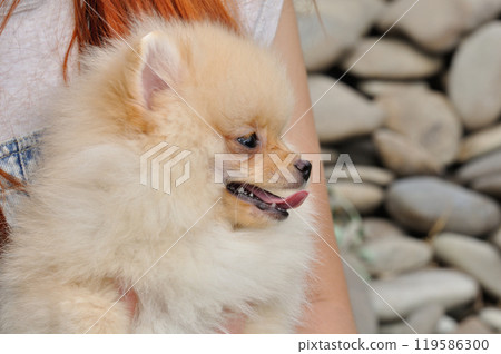 Funny yellow pomeranian on nature. Pretty puppy is good mood 119586300