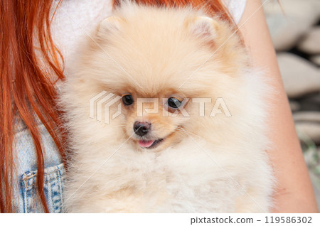 Funny yellow pomeranian on nature. Pretty puppy is good mood Funny yellow pomeranian on nature. Pretty puppy is good mood 119586302