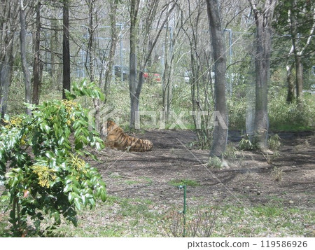 2011 靜岡野生動物園第 6 部分 2011 靜岡野生動物園第 6 部分 119586926