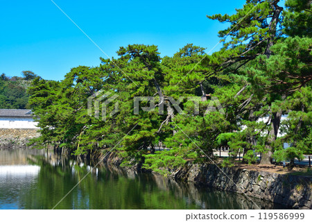 彥根城 伊呂波松 土佐松 彥根城 伊呂波松 土佐松 119586999