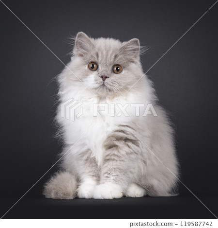 British Longhair on black background 119587742