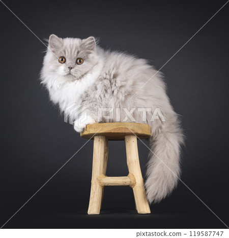 British Longhair on black background 119587747