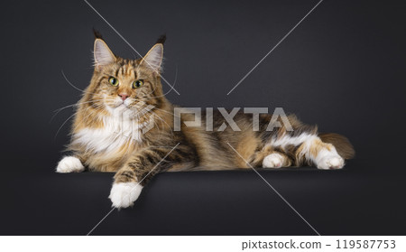 Maine Coon cat on black background Maine Coon cat on black background 119587753
