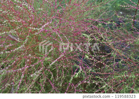 Kochia flowers and buds 119588323