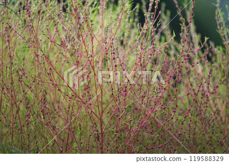 地膚花和花蕾 地膚花和花蕾 119588329
