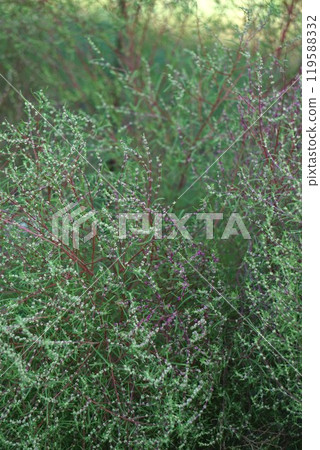 地膚花和花蕾 119588332