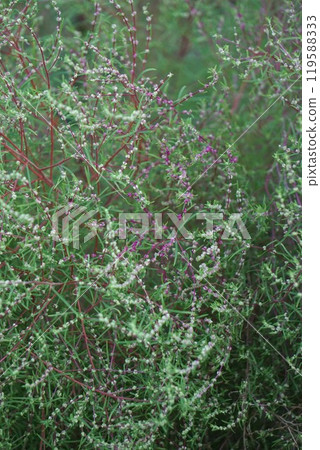 地膚花和花蕾 119588333