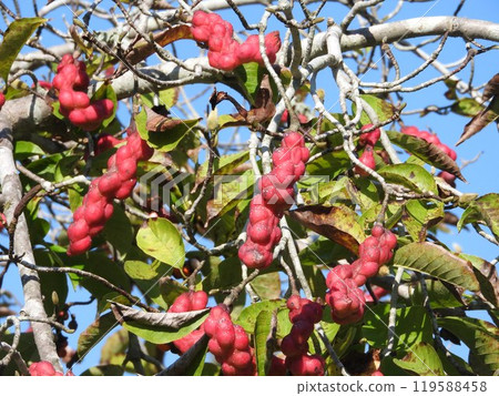 ripe kobushi fruit ripe kobushi fruit 119588458