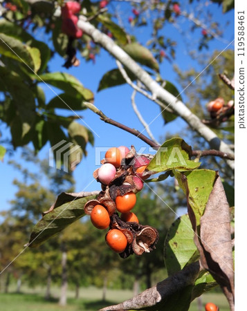 ripe kobushi fruit 119588461