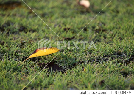 夏末日落時公園的草坪和落葉 119588489