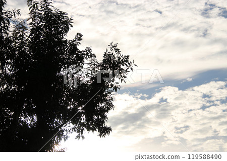 九月的日落天空和樹木剪影 九月的日落天空和樹木剪影 119588490