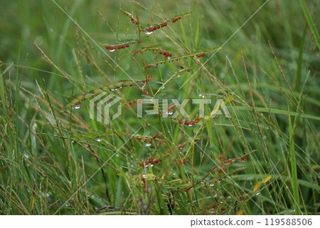 葉下珠與紅色果實 2024 年 10 月 119588506