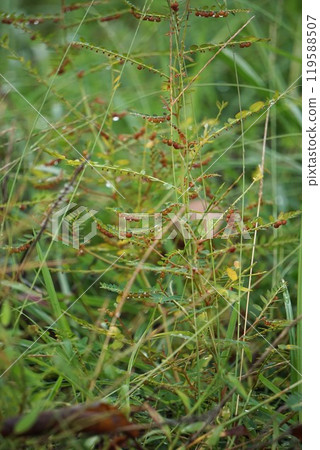 葉下珠與紅色果實 2024 年 10 月 葉下珠與紅色果實 2024 年 10 月 119588507