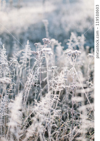grass field on blurred bokeh background close up, ears on meadow soft focus macro, beautiful sunlight autumn lawn, fall season nature landscape, natural green grass texture, copy space.  119588603