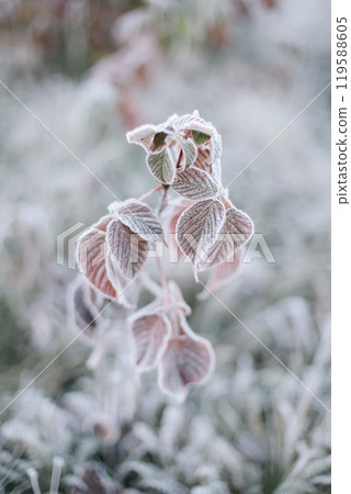 grass field on blurred bokeh background close up, ears on meadow soft focus macro, beautiful sunlight autumn lawn, fall season nature landscape, natural green grass texture, copy space.  119588605