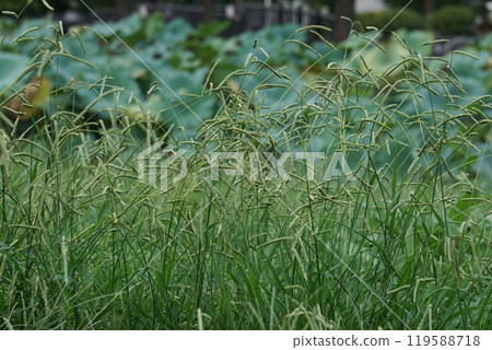 條紋麻雀的花穗 條紋麻雀的花穗 119588718