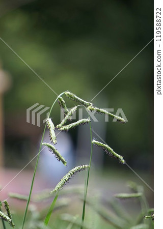 條紋麻雀的花穗 119588722
