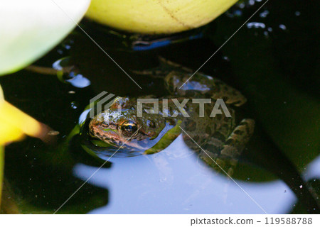 Frog in a pond on a warm spring day 119588788