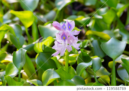 Stunning close-up of purple water hyacinth (Eichhornia crassipes) blooms amid green leaves. Ideal for nature, floral, botanical, and aquatic-themed visuals. Stunning close-up of purple water hyacinth (Eichhornia crassipes) blooms amid green leaves. Ideal for nature, floral, botanical, and aquatic-themed visuals. 119588789