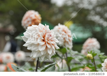 Kawanishi Dahlia Garden 119588819