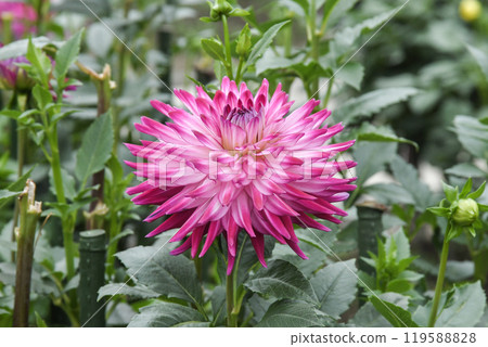 Kawanishi Dahlia Garden Kawanishi Dahlia Garden 119588828