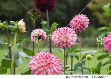Kawanishi Dahlia Garden 119588833