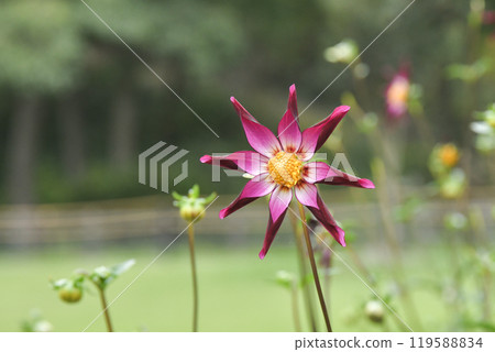 Kawanishi Dahlia Garden 119588834