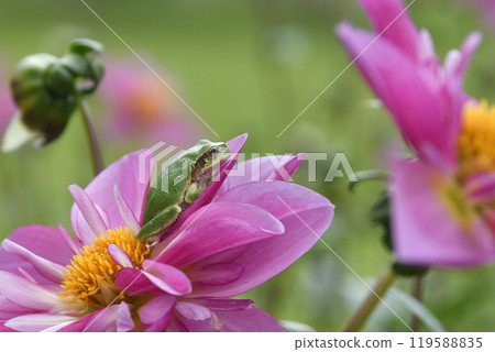 Kawanishi Dahlia Garden 119588835