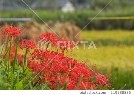 Masanosha Masanosha 119588886