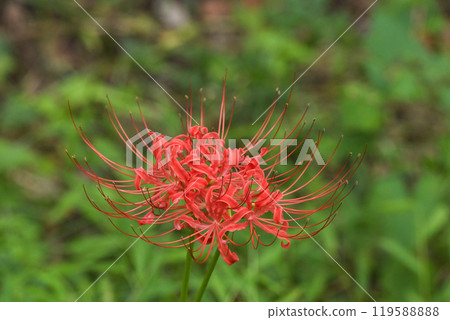 芒Sunahana 119588888