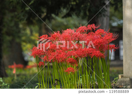 芒Sunahana 119588889