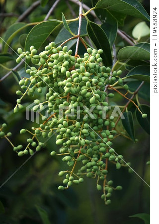 櫻桃幼果稍膨大 櫻桃幼果稍膨大 119588924