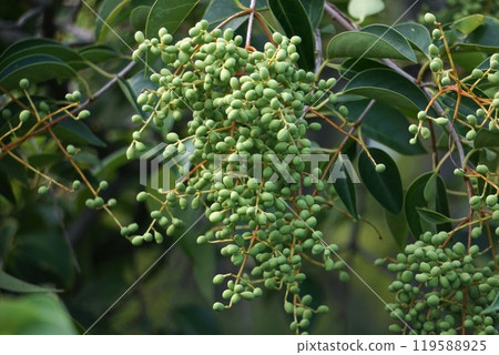 櫻桃幼果稍膨大 119588925