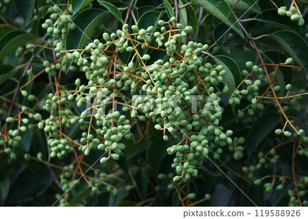 櫻桃幼果稍膨大 櫻桃幼果稍膨大 119588926