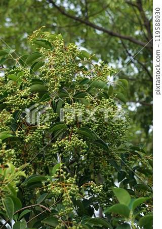 Slightly swollen young fruits of Ligustrum japonicum 119588930