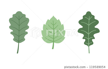 Green birch and oak leaves set cartoon flat illustration. Vector illustration Green birch and oak leaves set cartoon flat illustration. Vector illustration 119589054