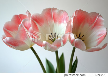 Delicate pink and white tulips arranged elegantly on a light background for a fresh spring display 119589353