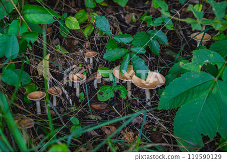 山上叢生的皮草菇 山上叢生的皮草菇 119590129